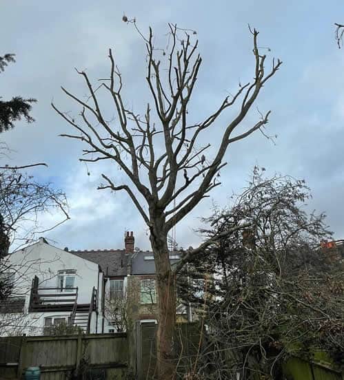 Pruned Ash Tree by Tree Surgeons, A1 Town and Country, Watford, Hertfordshire