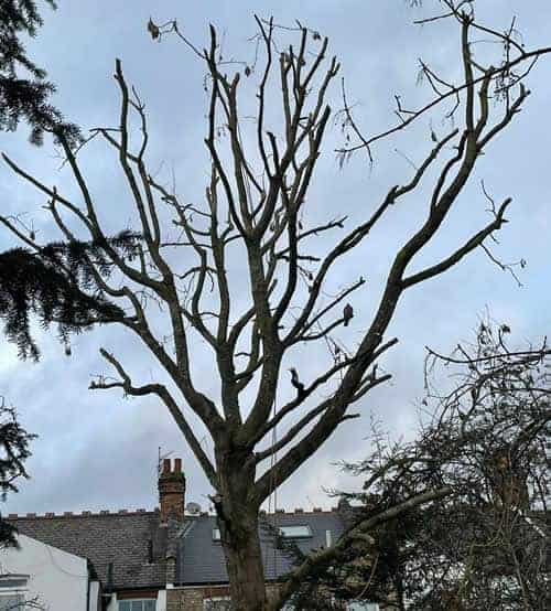 Ash Tree pruned and reduced by 30%