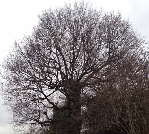 Large Tree before attention for Tree Surgeons Luton