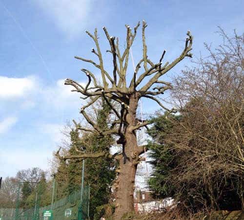Tree Surgery Luton from a1 Town & Country