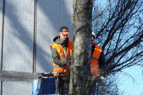 Tree Crown Reductions Greater London