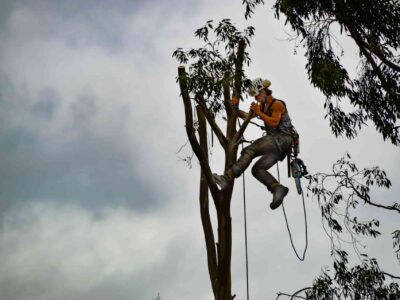 Bushey tree surgeon