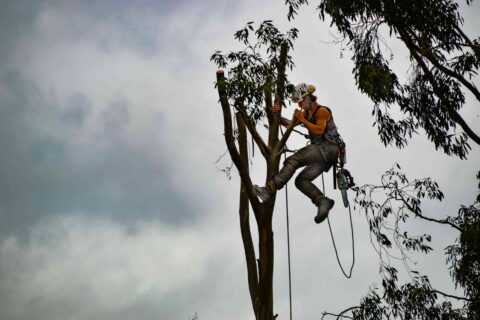 Tree Surgery Company in Watford