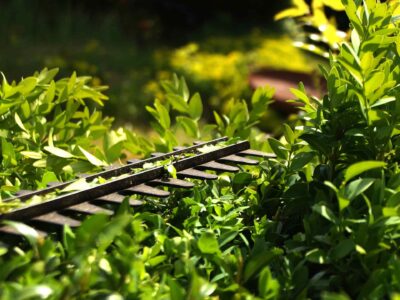 Hedge trimming near me Abbots Langley