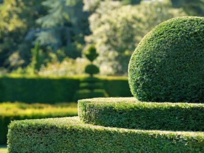 Tring hedge trimming