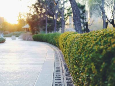 Abbots Langley hedge maintenance services