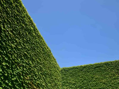 Hedge trimming near me Abbots Langley