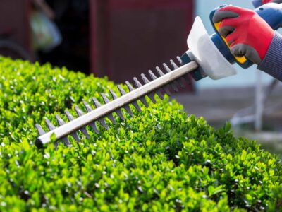 Hedge cutting near me Wembley