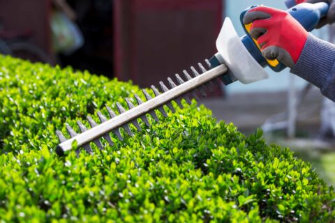 Hedge Cutting near me Kings Langley WD4