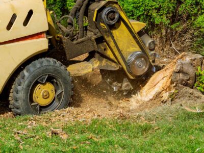 Tree stump grinder Stevenage