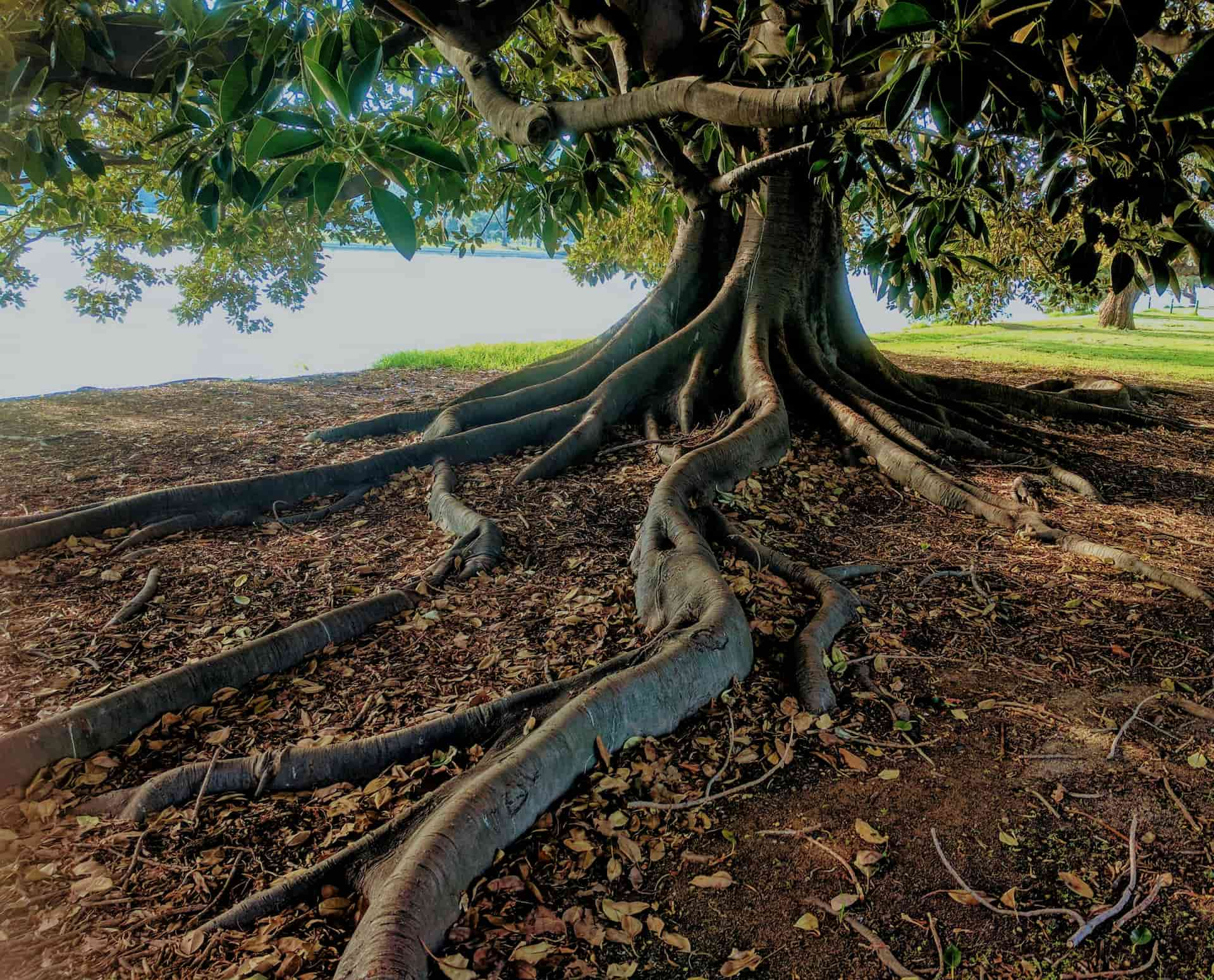 St Albans Root Chasing