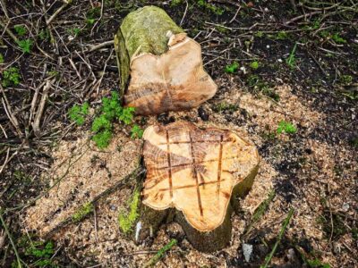 Kings Langley stump grinder