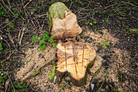 Luton Stump Removal Company