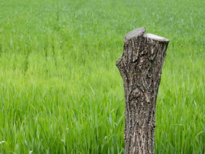 Tree stump grinding Tring