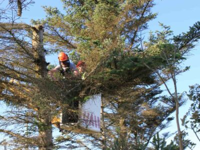 Tree trimming cost St Albans