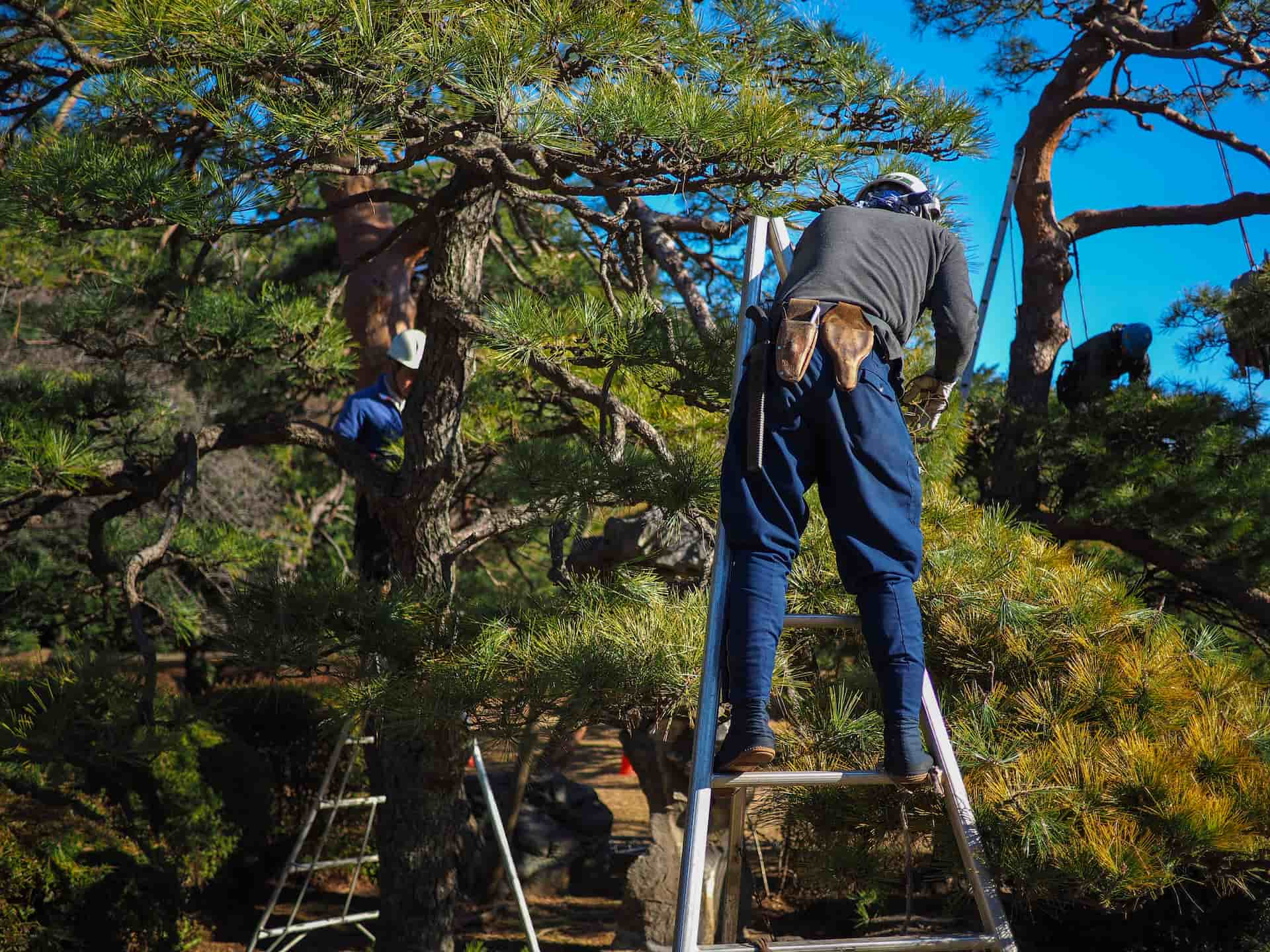 Tree pruning company Uxbridge