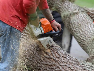 Wembley tree surgeon