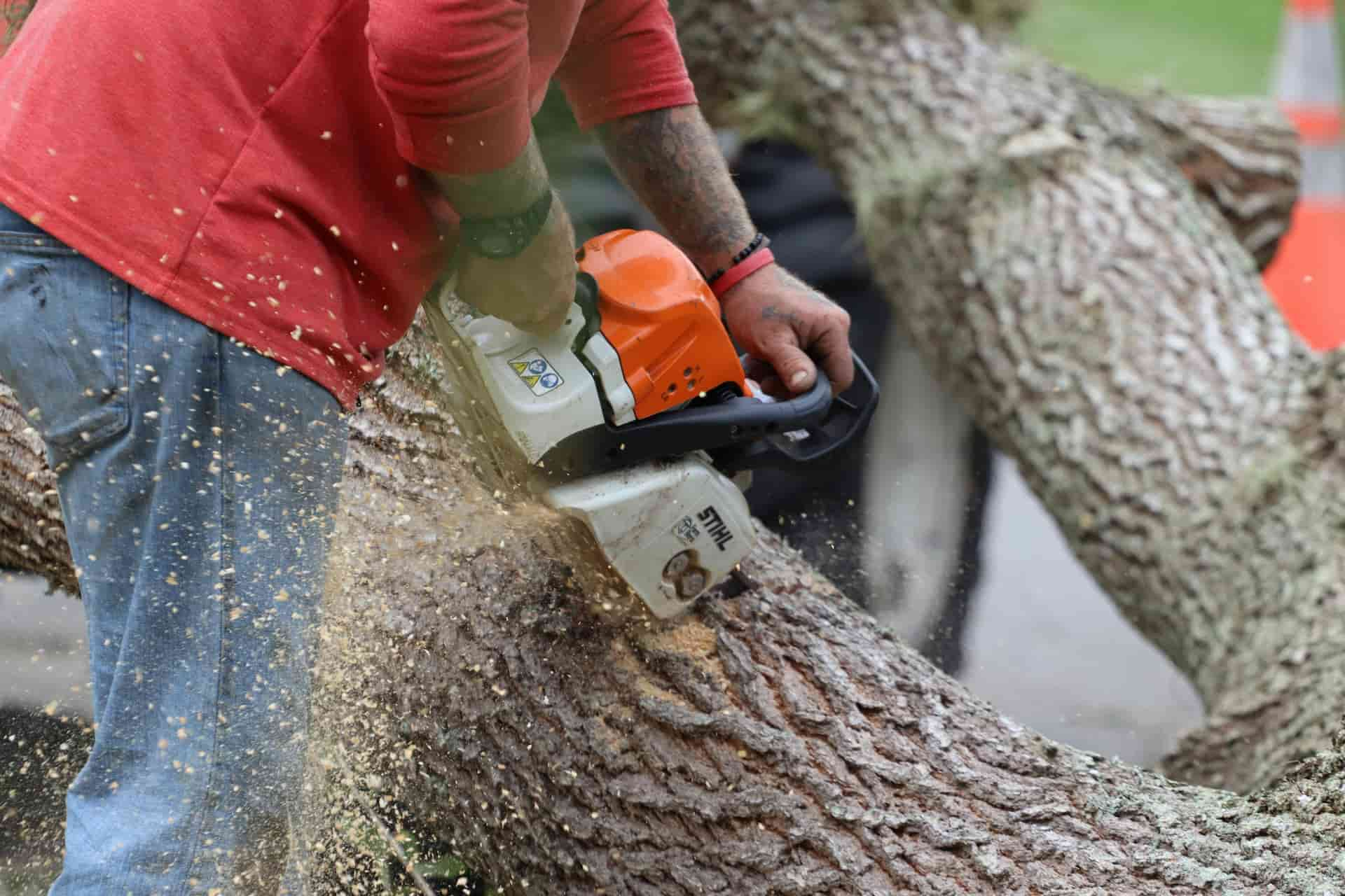 Tree felling experts Abbots Langley