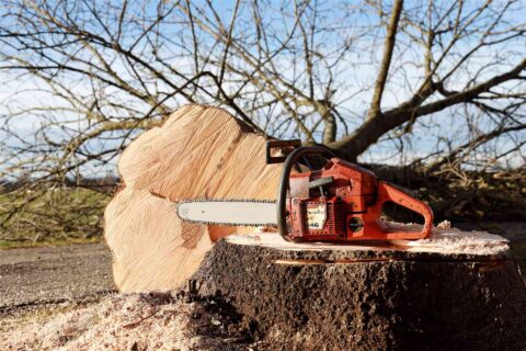 Tree Felling Abbots Langley