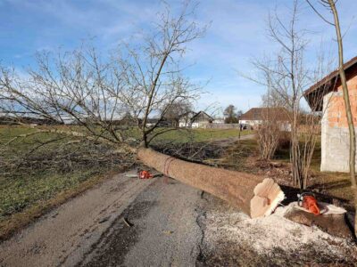 London Borough Of Barnet tree felling