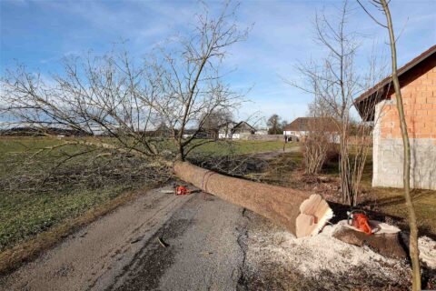 Tree Felling near me Hemel Hempstead HP1, HP2, HP3