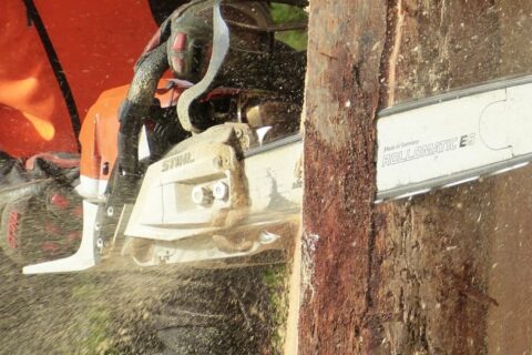 Local Tree Surgeons North London