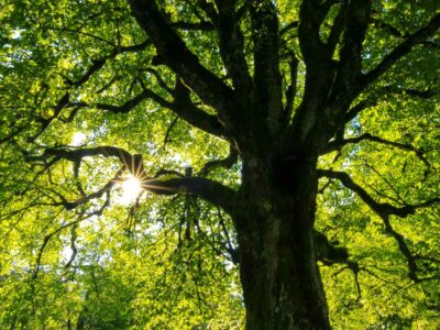 Tree crown reduction Harrow