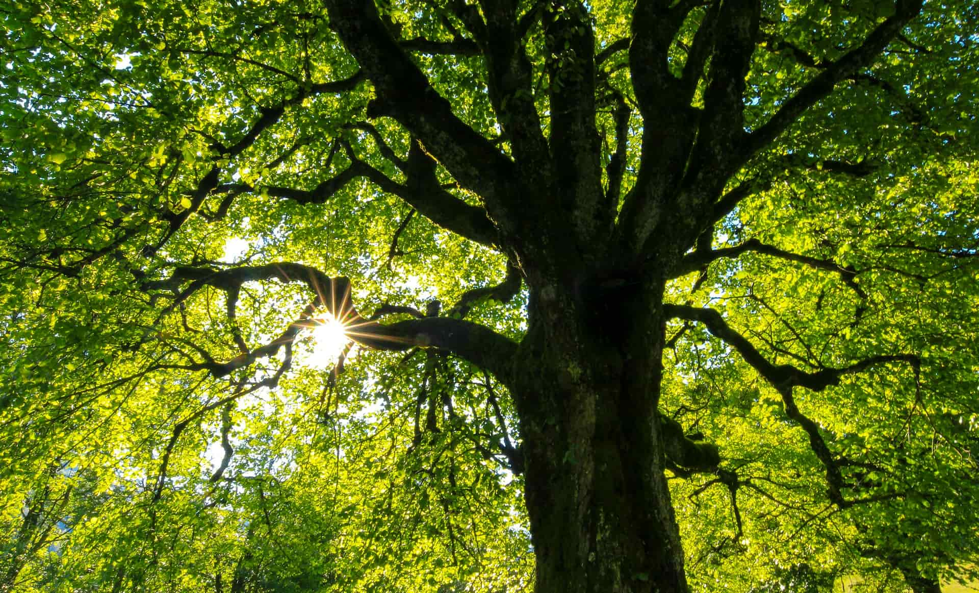 Tree surgeons near me Uxbridge