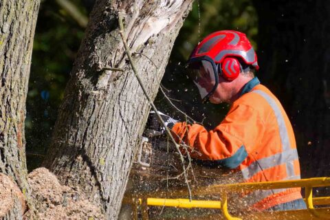 Luton Tree Trimming