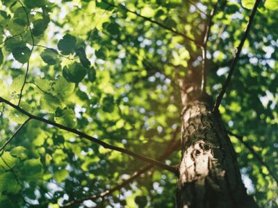 Rickmansworth tree trimming