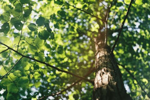 Tree Trimming near me Luton LU1-LU4