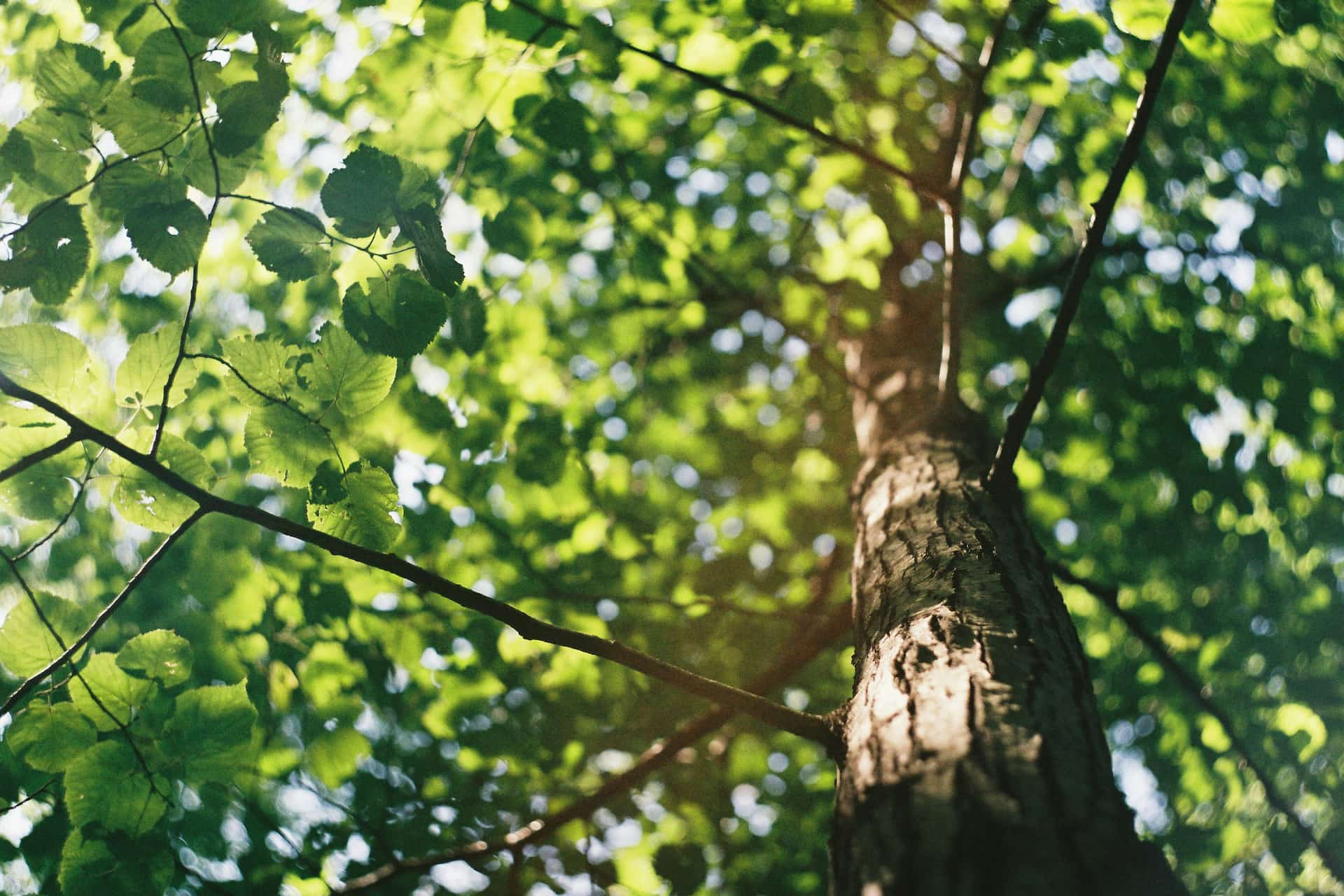 Tree surgery services near me North London