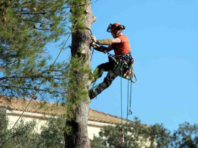 Rickmansworth crown reduction tree