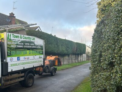 Expet tree surgeons (1) Tring