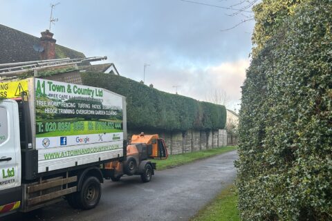 Hedge Cutting & Maintenance Services Greater London